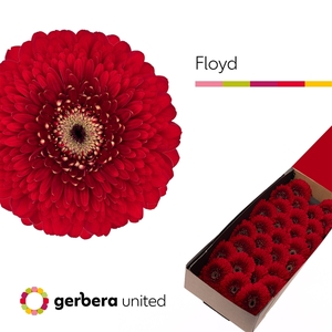 Ge Mi Pomponi Floyd Box United