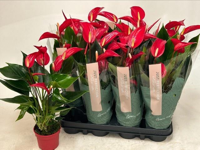 <h4>ANTHU BANDEROLA ROJA</h4>