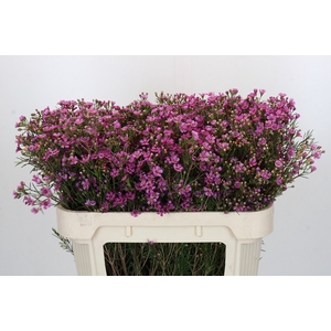 Chamelaucium Eden