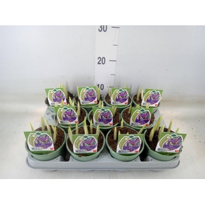 Iris reticulata 'Purple Gem'