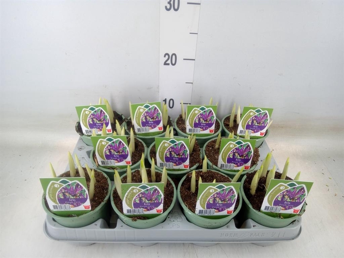 <h4>Iris reticulata 'Purple Gem'</h4>