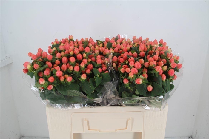 Hyp Mag Roy Princess