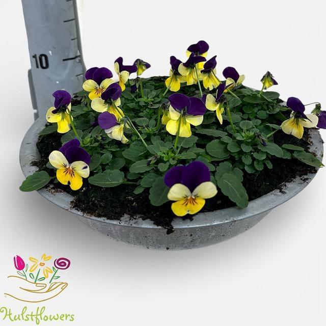 <h4>VIO CO EM L PU JU UP</h4>