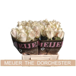 R Gr Dorchester+ Meijer