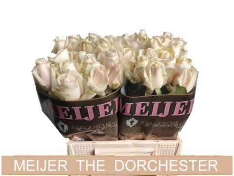 <h4>Rozen R GR DORCHESTER</h4>