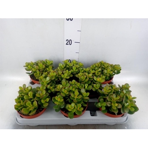 Crassula ovata 'Minor'