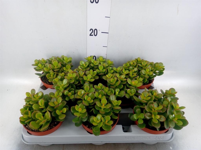 <h4>Crassula ovata 'Minor'</h4>