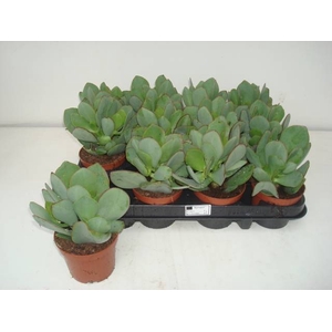 Crassula arborescens subsp. undilatifolia 9Ø 20cm