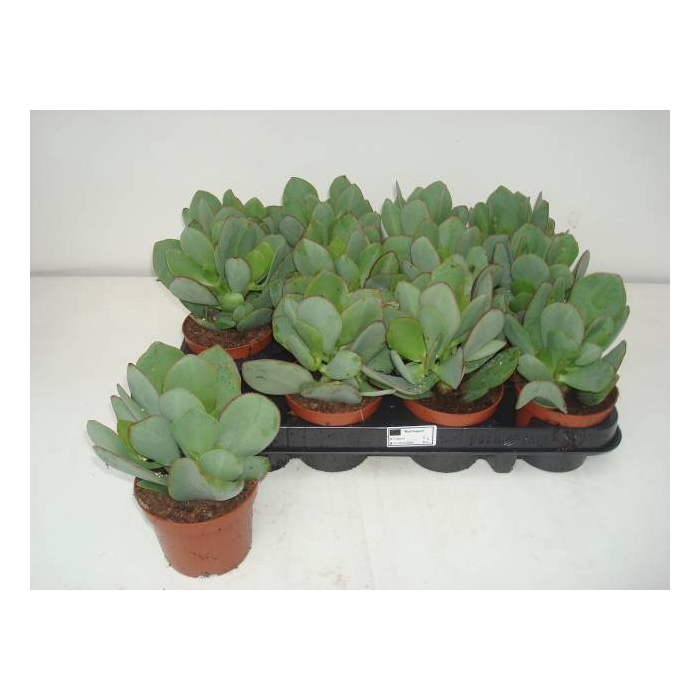 <h4>Crassula arborescens subsp. undilatifolia 9Ø 20cm</h4>