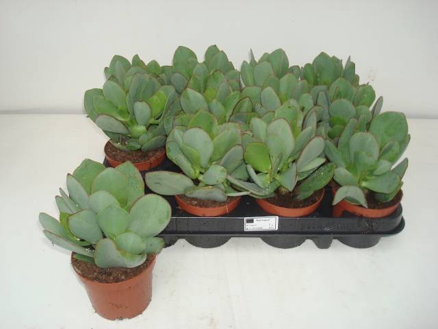 Crassula arborescens subsp. undilatifolia 9Ø 20cm