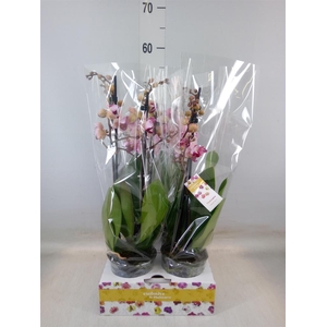 Phalaenopsis   ...