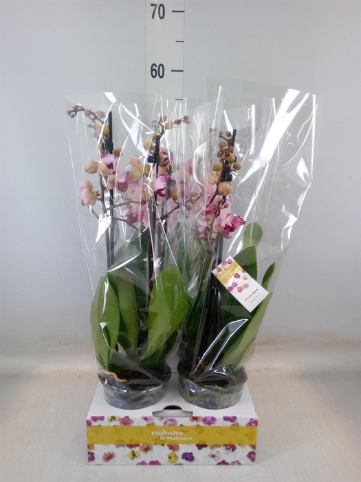 <h4>Phalaenopsis   ...</h4>