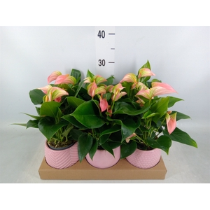 Anthurium   ...mix
