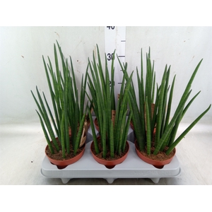Sansevieria bacularis