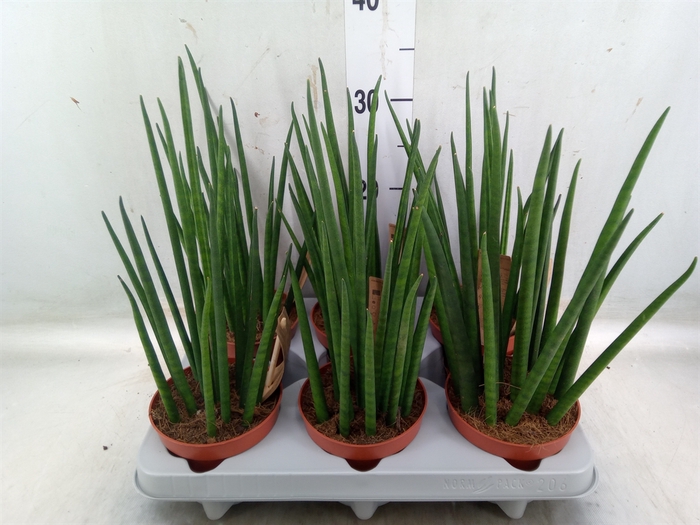 <h4>Sansevieria bacularis</h4>