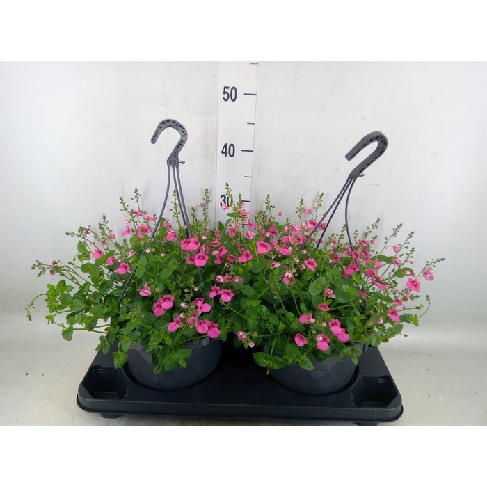 <h4>Diascia  'FlyColors'   ...mix</h4>
