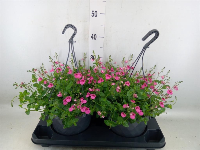 <h4>Diascia  'FlyColors'   ...mix</h4>