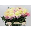 Dahlia Just Married