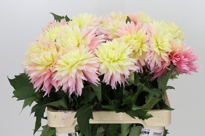 <h4>Dahlia Just Married</h4>