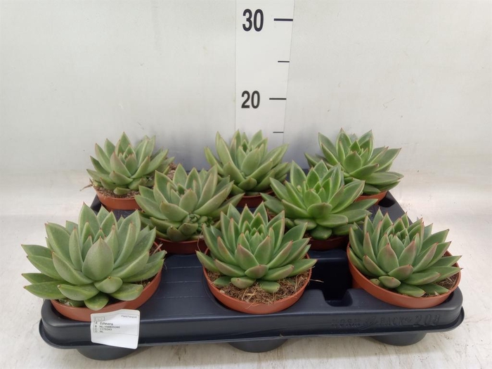 <h4>Echeveria  'Miranda'</h4>