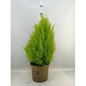 Cupressus macro. 'Goldcrest Wilma'