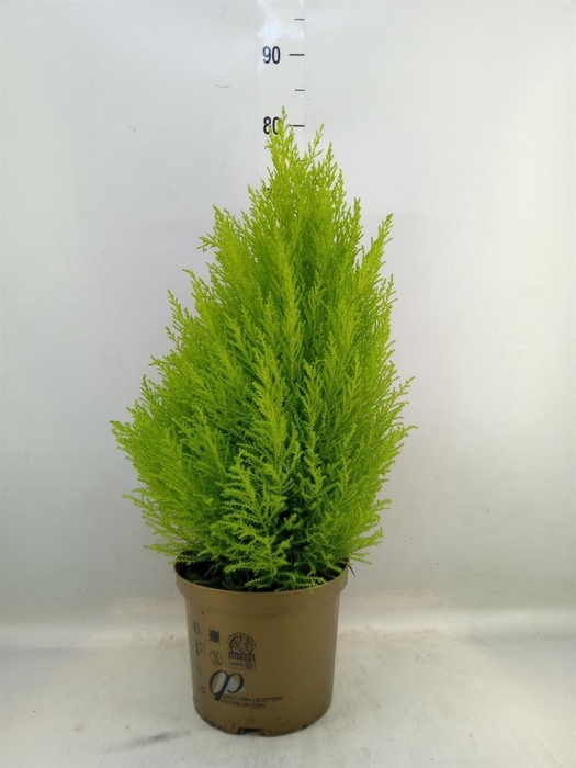 <h4>Cupressus macro. 'Goldcrest Wilma'</h4>