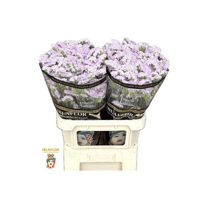 <h4>Lim S Sunday Pink</h4>