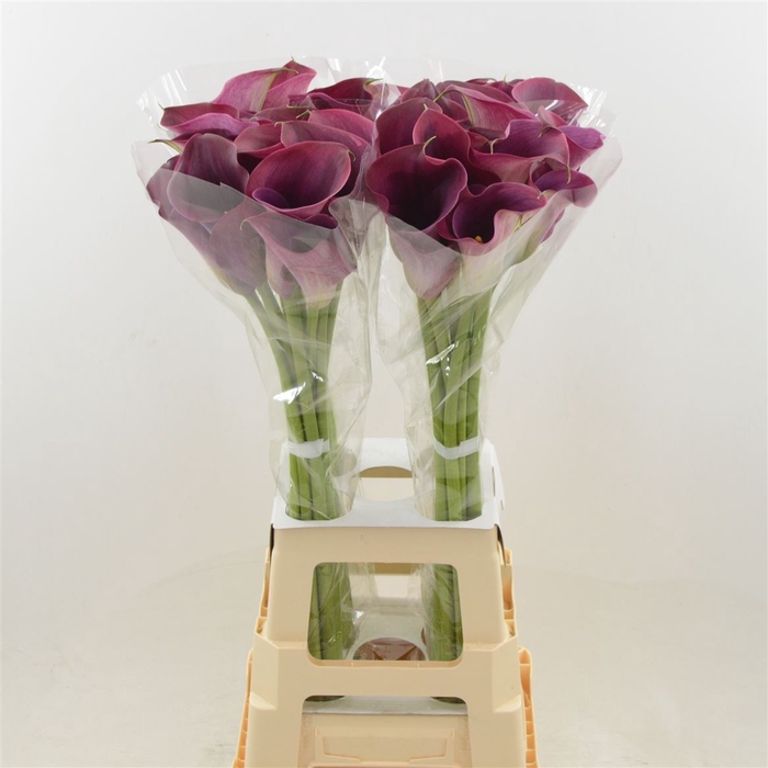 <h4>Zantedeschia captain promise</h4>