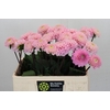 Dahlia Wizard Of Oz