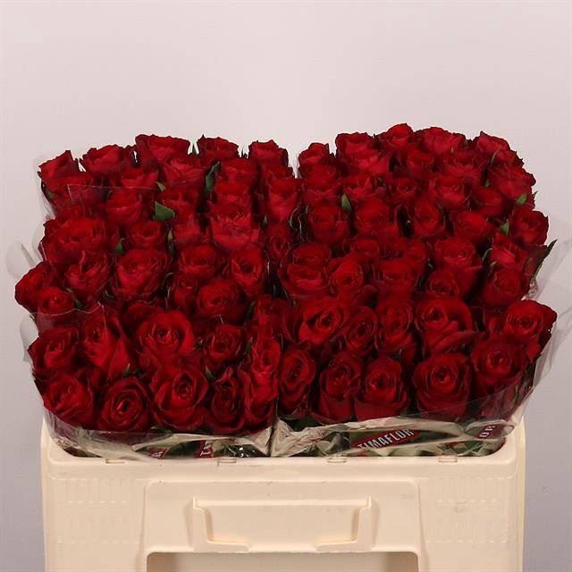 <h4>Rs gr Madam Red</h4>