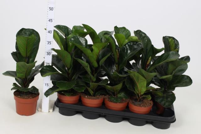 FICUS LYRATA BAMBINO