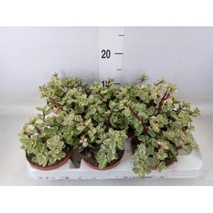 Portulacaria afra 'Variegata'