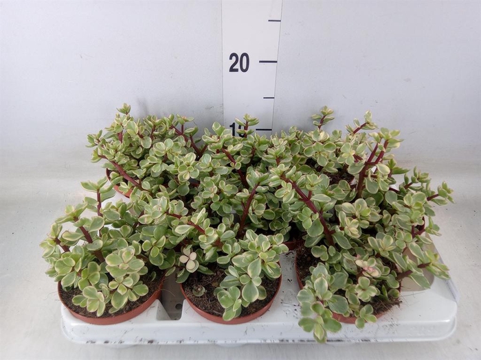 <h4>Portulacaria afra 'Variegata'</h4>