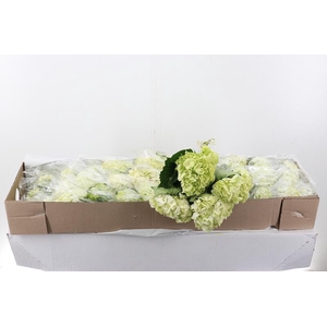 Hydr Lime Green Select Box