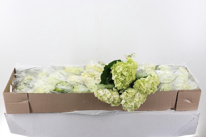 <h4>Hydr Lime Green Select Box</h4>