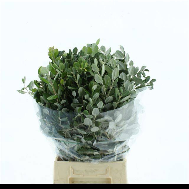 <h4>PITTOSPORUM BS</h4>