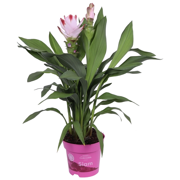 <h4>Curcuma Siam Salsa 14 cm - op aanvraag</h4>