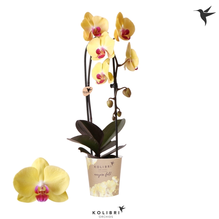 <h4>Kolibri Orchids Cascade Niagara Fall yellow 1 spike</h4>
