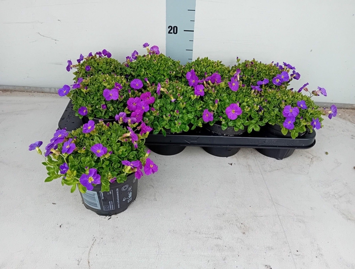 <h4>AUBR GRACILIS KITTE</h4>