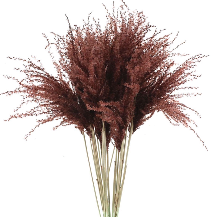 <h4>Dried Stipa Feather Chocolate</h4>