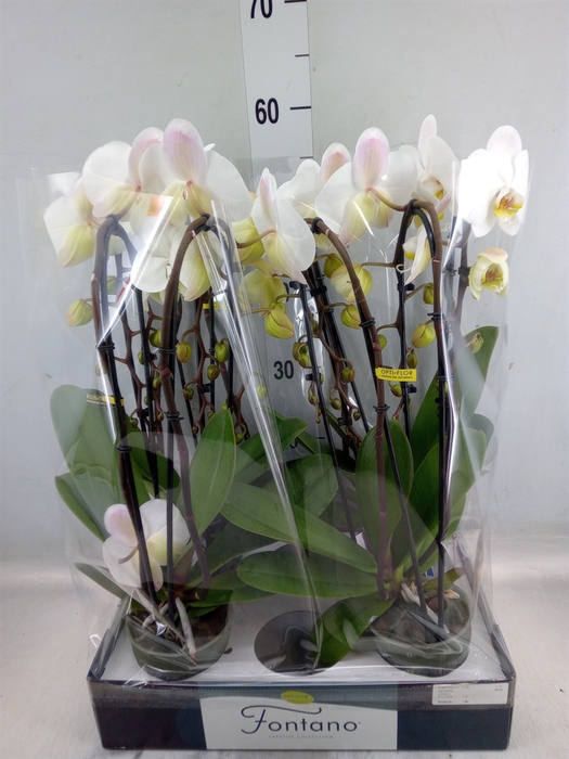 <h4>Phalaenopsis   ...white</h4>