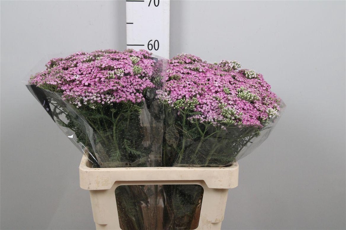 <h4>Achil M Lilac Beauty</h4>