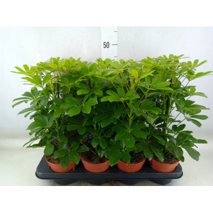 Schefflera arbor. 'Nora'