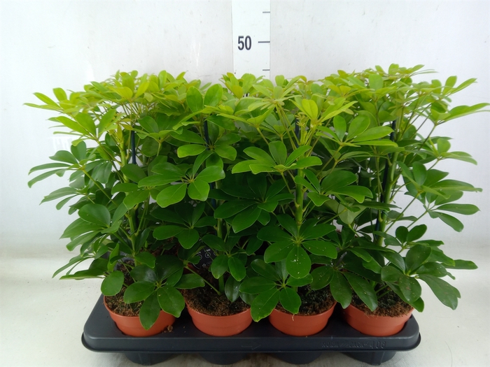 <h4>Schefflera arbor. 'Nora'</h4>