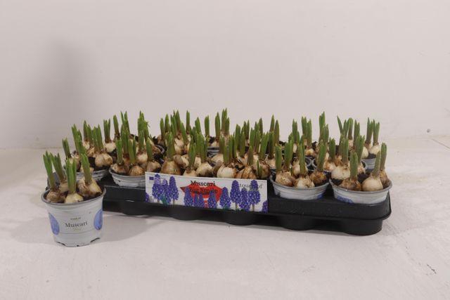 <h4>MUSCAR BIG SMILE</h4>