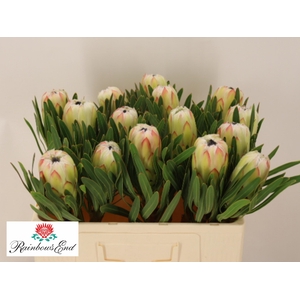 PROTEA WHITE NIGHT