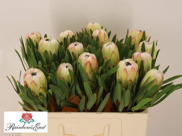 <h4>PROTEA WHITE NIGHT</h4>
