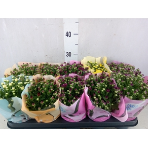 Chrysanthemum  'Milkshake'  ...mix
