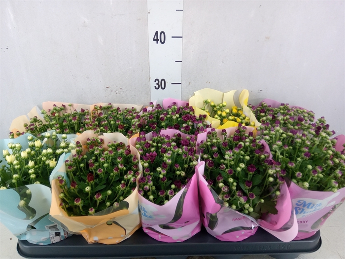 <h4>Chrysanthemum  'Milkshake'  ...mix</h4>