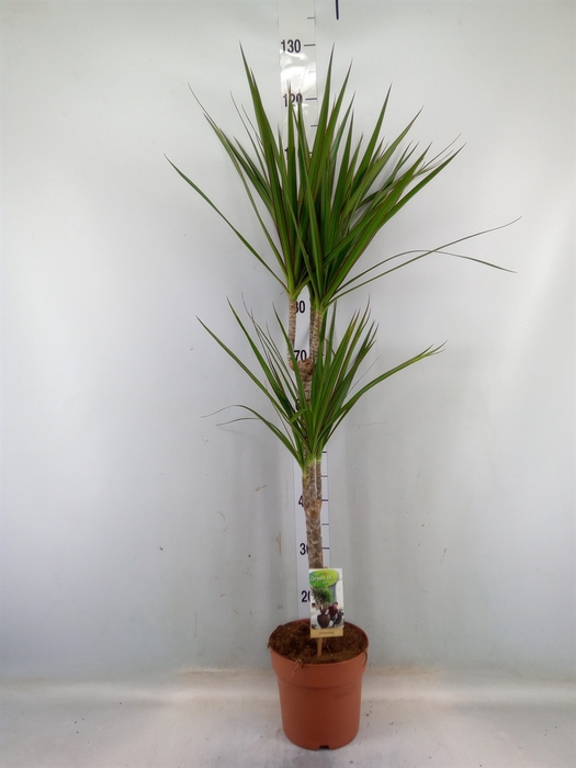 <h4>Dracaena marg.</h4>